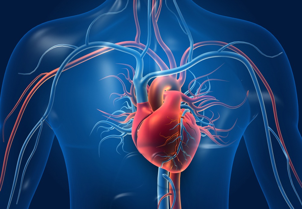 Cardiovascular System